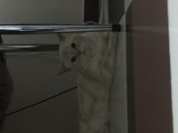 kedi çok tatlı ailemde tüy alerjisi olduğu için vercem