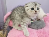 Safkan Point Shaded ve Tabby Kediler Catteryden