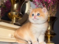 Altın Parlaklığında Golden British Shorthair 