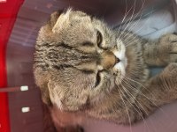 Scottish fold