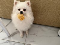 1 yaşında erkek pomeranian eğitimli kar beyazı renkte