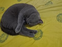 YAKIŞIKLI, GÜZEL HUYLU, SAFKAN (BAKIM) BRITISH BLUE