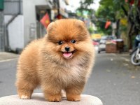 Mersinin en seçkin Pomeranian boo yavruları