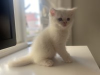 Safkan british shorthair