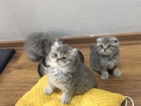 45 günlük sevimli Scottish fold yavrular