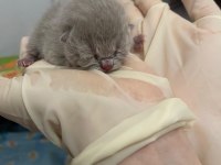 sağlıklı eğitimli british shorthair safkan yavru