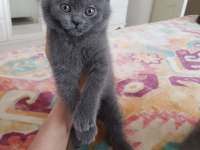 British shorthair yavru kedilerimiz