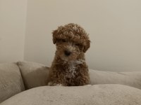 Kıvırcık Dişi Maltipoo Bebek