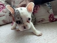 Fransız bulldog