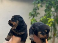 Varsa daha iyisi oda annesi rottweiler