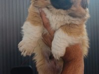 Çok tatlı pekinez köpeğimiz