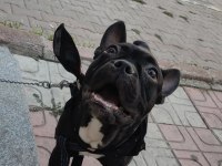 Erkek french bulldog