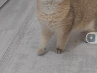 British Shorthair Kedimiz