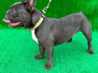 BLUE ERKEK FRENCH BULLDOG