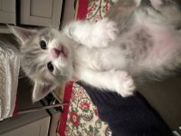British shorthair yavruları ücretsiz sahiplendirilecektir