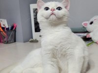ANNE BABA ŞECERELİ FULL ŞAMPİYON KAN HATTI BRİTİSH