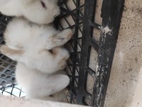 Acil En Uygun Yavru Anaç Lop Cüce Ve Yerli Tavşan Hepsi