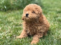 BEBEK GİBİ POODLE YAVRULARIMIZ HAZIR