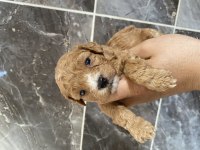 Orjinal bebek yüzlü maltipoo bebekler