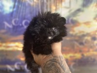 Kendini farklı hissedenler için pomeranian