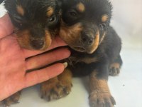 Rottweiler Yavrularımız Yeni Yuvasını Arıyor
