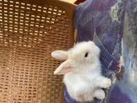HOLLANDA LOP YAVRU TAVŞAN
