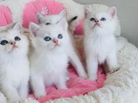 Maviş point british shorthair bebekleirm 