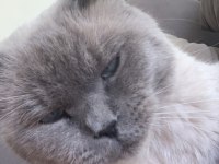 Bu yakışıklı british shorthair oğlumuzu sahiplendiriyoruz