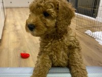 Kendi toy poodle yavrularımız DİŞİ - ERKEK