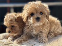 Petmode Köpek Çiftliğinde Ziyarete Açık Kore Maltipoo