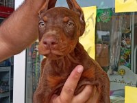 Doberman Yavrular 19/05 Doğumlu Cipli Karneli