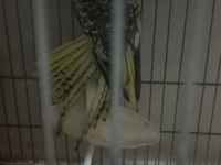 Sahibinden yavru sultan papağanı