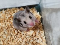 Tam takım hamster