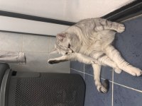2 YAŞINDA ERKEK BEİTİSH SHORTHAİR