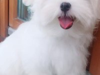Maltese Terrier Yavrularımız Canlı Görerek Alabilirsiniz