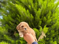 Tea cup maltipoo yavrularımız
