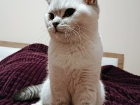 Safkan british shorthair bluepoint 6 aylık erkek