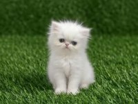 Mükemmel peluş iran kedisi bebeklerim