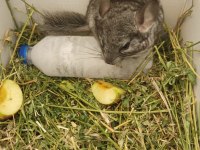Çinçila (chinchilla)