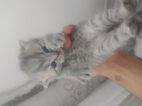4 adet yavrumuz scottish fold uyguna verilecektir