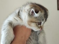 Erkek scottish fold