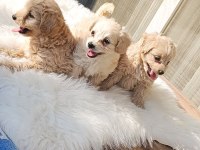 Maltipoo bebek köpekler