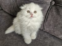 Scottish Fold Longhair Güzellik