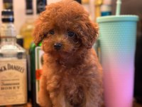 A KALİTE IRK GARANTİLİ TOY POODLE