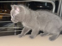 Yavru british shorthair kedisi