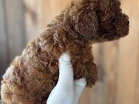 Poodle Yavrular