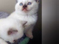 Çikolata ve çikolata point british shorthair ponçiklerim