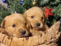 Safkan golden retriever yavruları