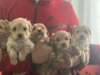 Tüy Dökmeyen Teacup Maltipoo Güzelliği