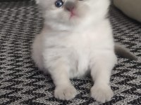 Scottish Fold Erkek Yavru